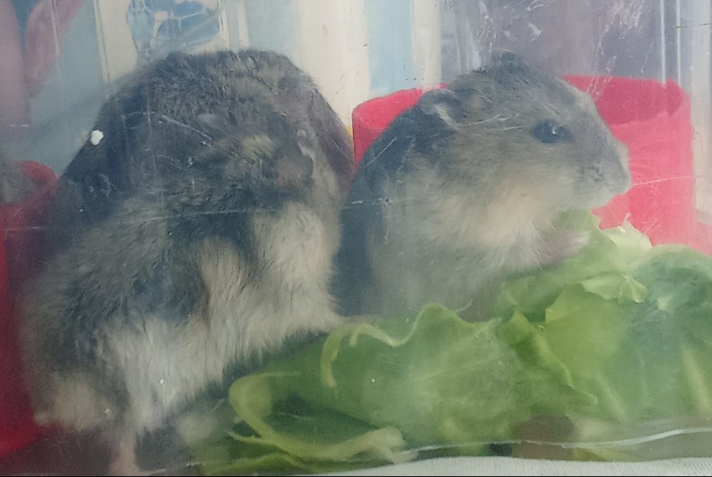 Отдам в хорошие руки