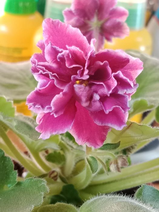 Комнатное растение . Фиалка