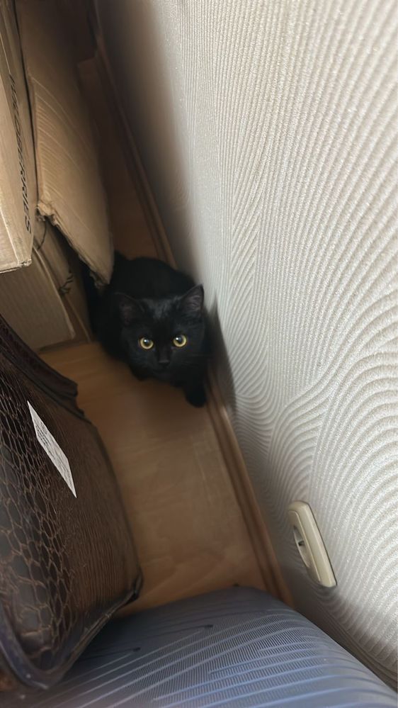 кот ( Salem ) на вязку