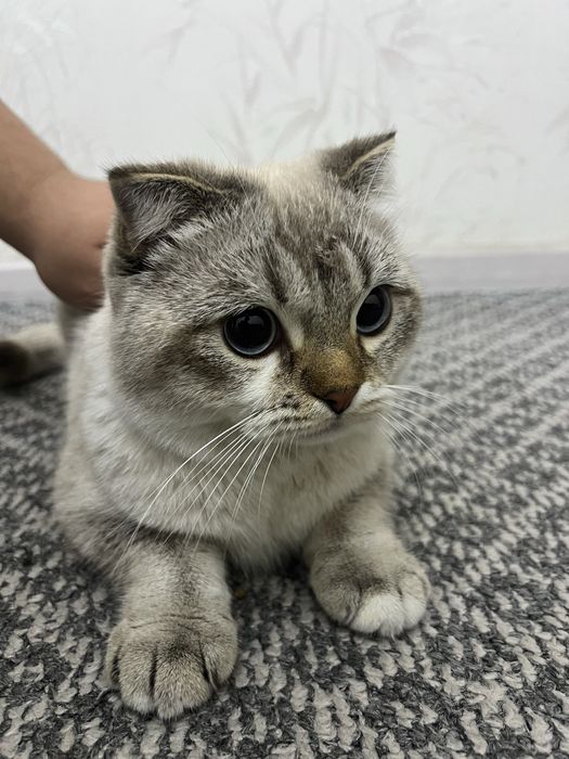 British fold shinshilla vyazkaga