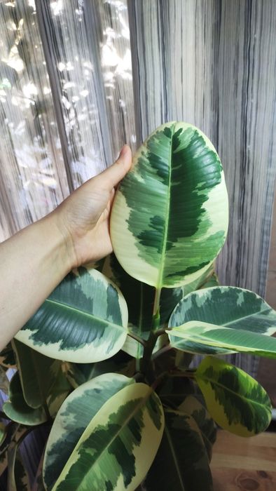 Продам черенки фикуса эластика