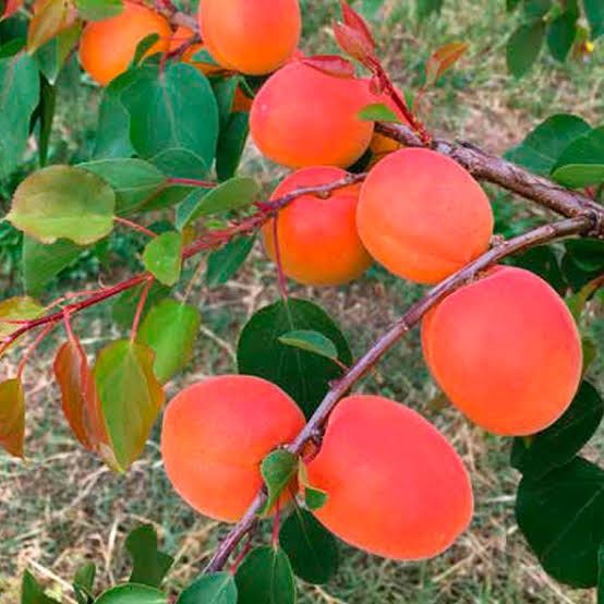 Pomi Fructiferi Străvechi Glia Strămoșească (Soiuri De Cais )