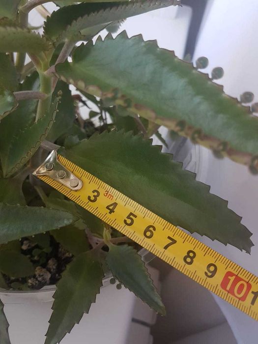 Продам лечебное каланхоэ
