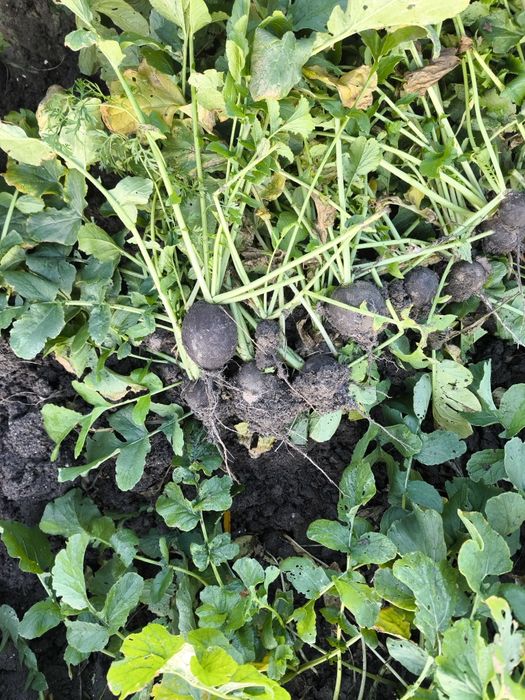 Ridiche neagra cantități mari