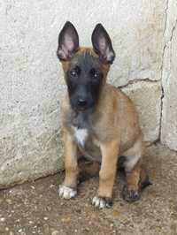 Catel Ciobanesc Belgian Malinois