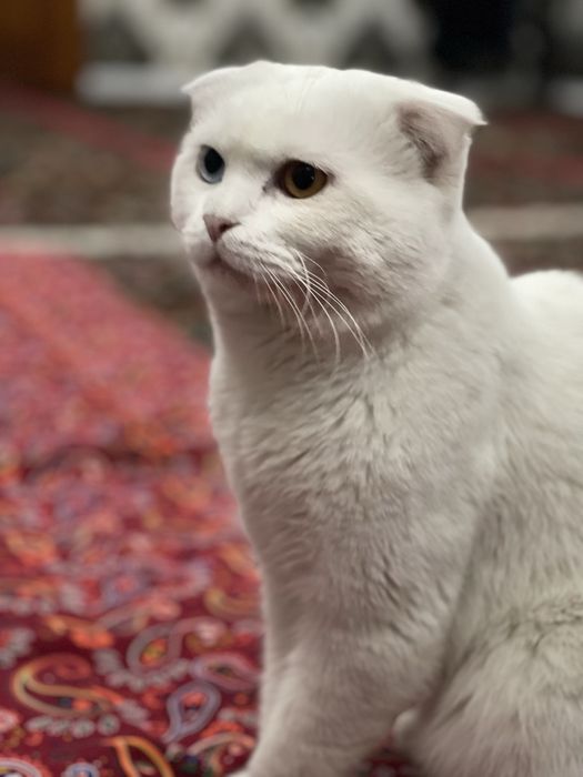 Mushuk sotiladi zotli