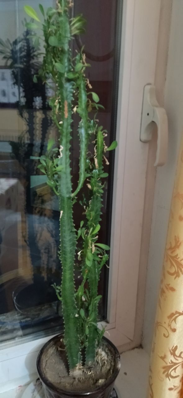 Kaktuslar sotiladi