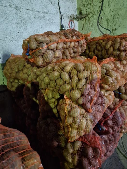 Cartofi calitatea 1,, alb Carrera și Captiva