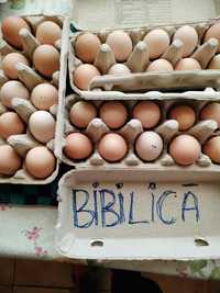 Vând 15 pui de ameraucana ouă de bibilica