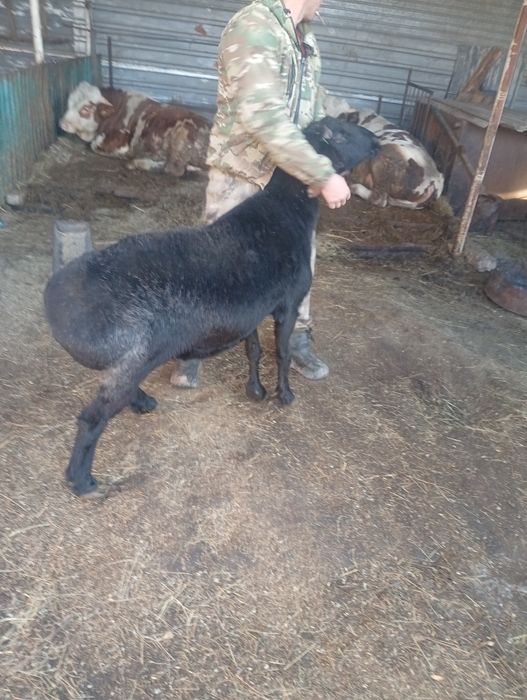 Продам барана эльдибай