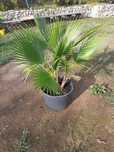 Vând palmieri Washingtonia