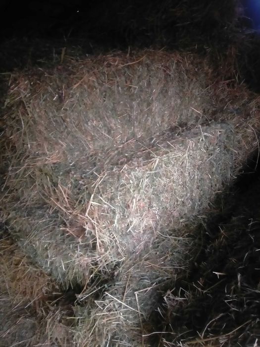 Vând baloți de lucernă