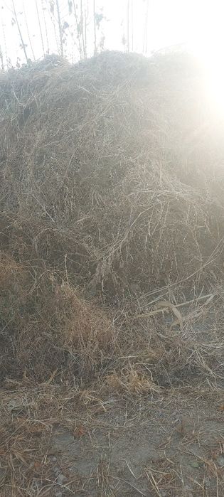 dag'al xashak biyda shamak utlar qara molga toza xashak