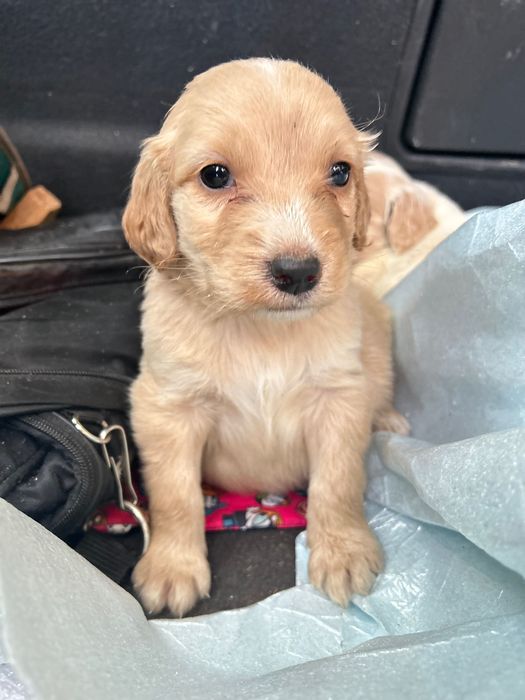 Свободни кокери с първа ваксина !