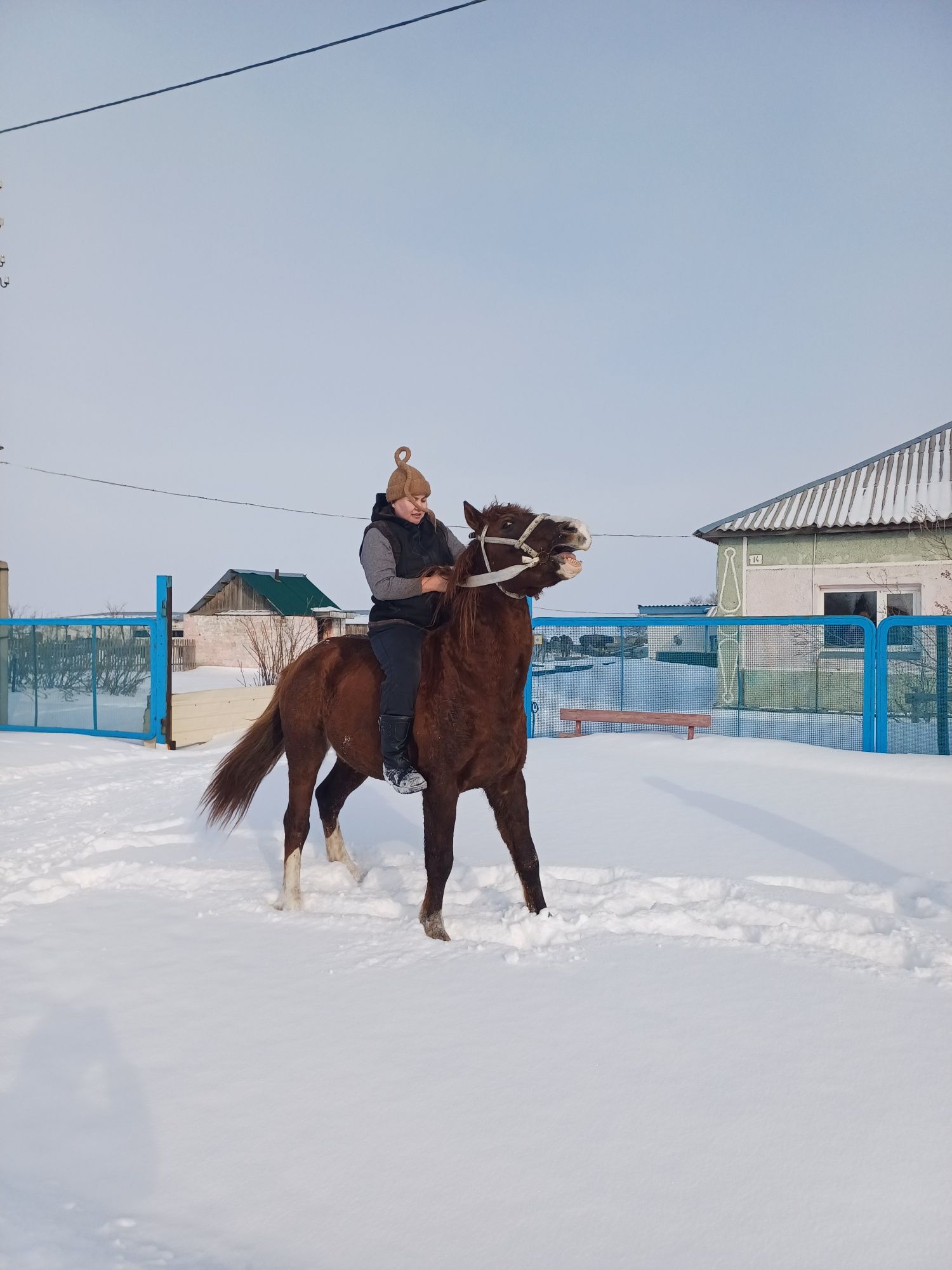 Айгыр. 6 жасар .