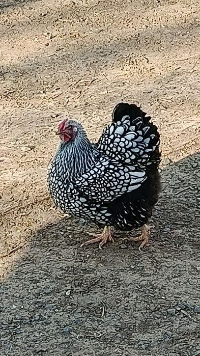 Куры Виандот Серебро