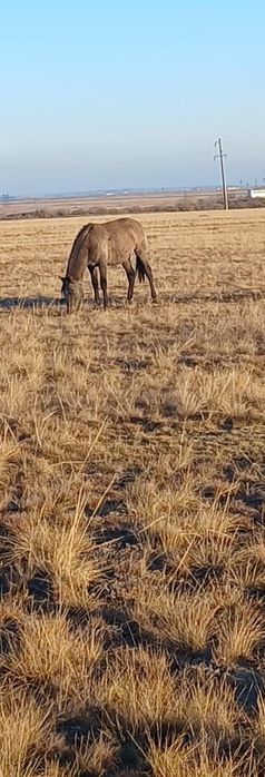 Тай 2 жасар сатылады