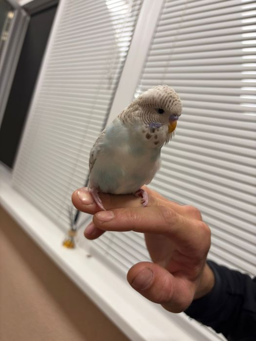 Двойка социални вълнисти папагали