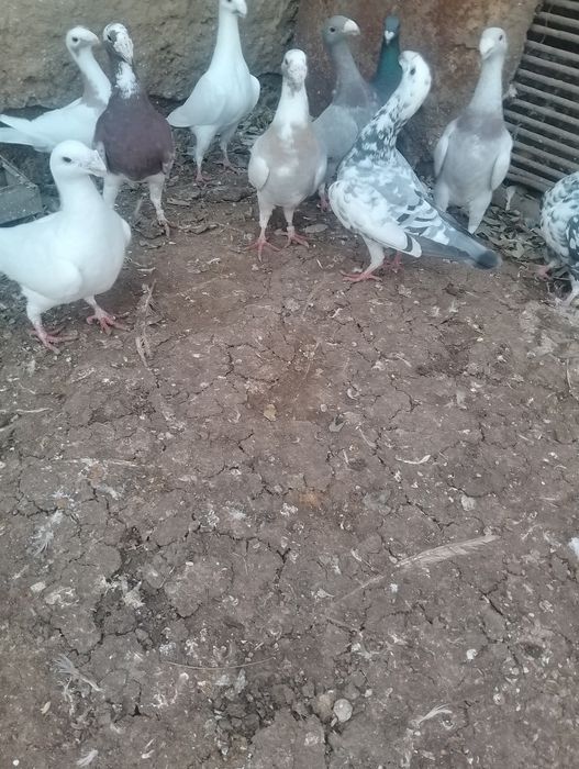 Vand porumbei voiajori germani