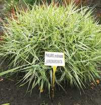 Iarba decorativa phalaris arundinacea picta ,plante ornamentale