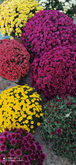 Хризантемы мультифлора