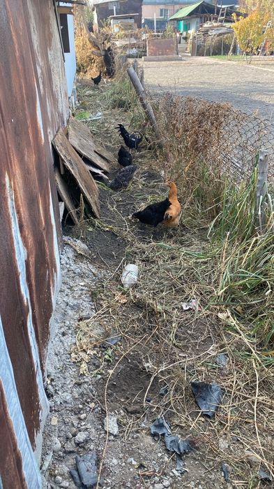 Продам кур домашний чорный и кучинская по 6000