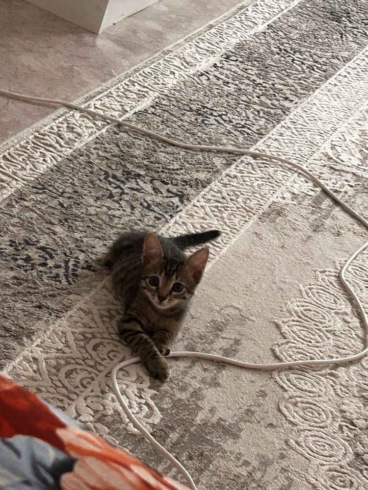 Котик мальчик игривый получил ожог просим взять и вылечить прощу!