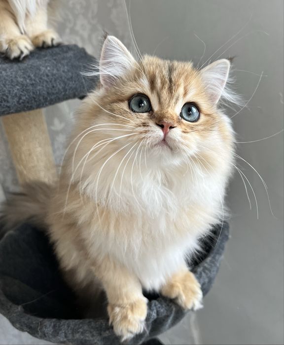 British golden cu pedigree