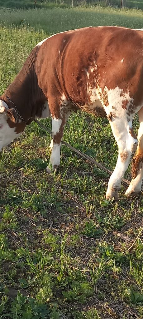 Junica de vinzare baltata românească