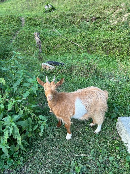 Vând 4 iezi frumoși