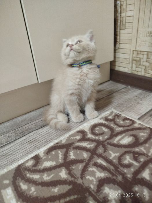 Вязка тоза соглом аклли жуда хам