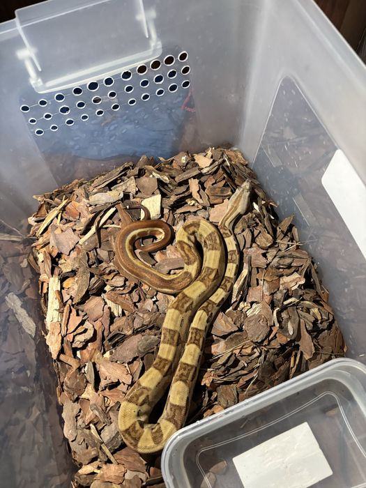 Прдажа змеи . Императорский удав карликогового локалитета