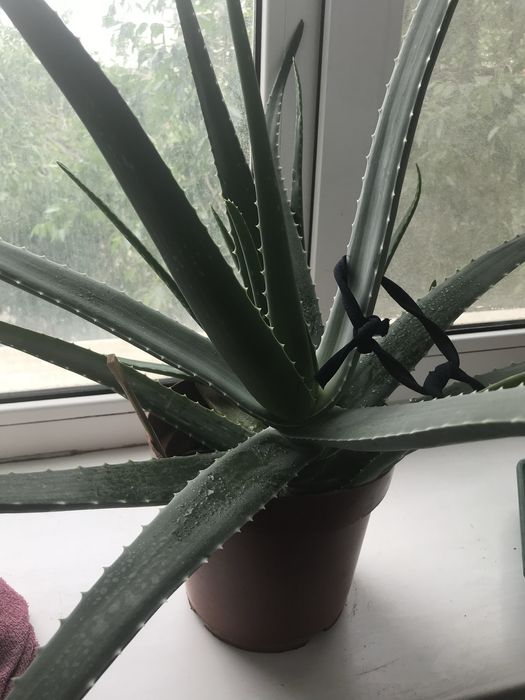 Емдік қасиеті бар Алое