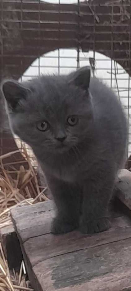 Продавам британски котенца