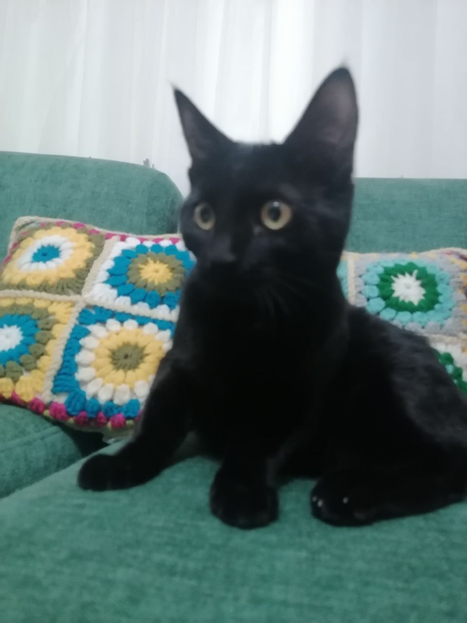 Yaxshi qo'lar uchun tekin