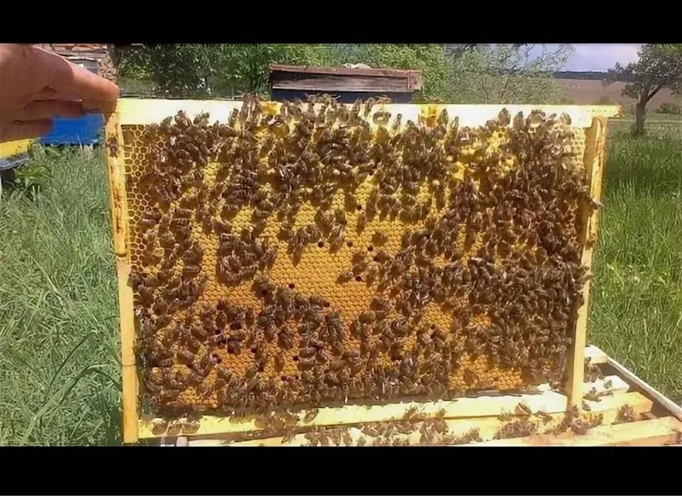 Пчелопакеты 2026 с бесплатной доставкой по KZ