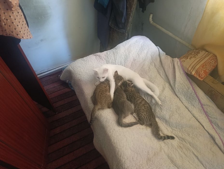 Отдам даром, в хорошие руки котят