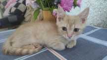 отдаем котят в добрые руки