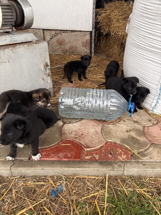 Donez căței!Ofer spre adoptie catei frumosi si jucăuși .