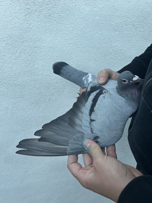 Femelă 2020 Gaby Vandenabeele !