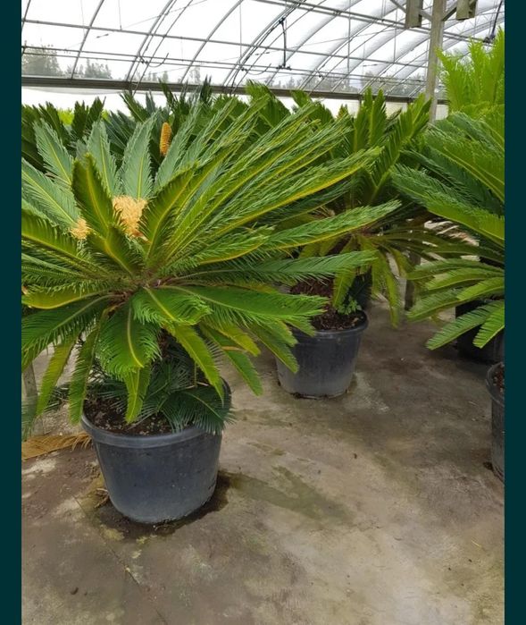 Vând tuia smarald columna braband lelandy spirale pon pon