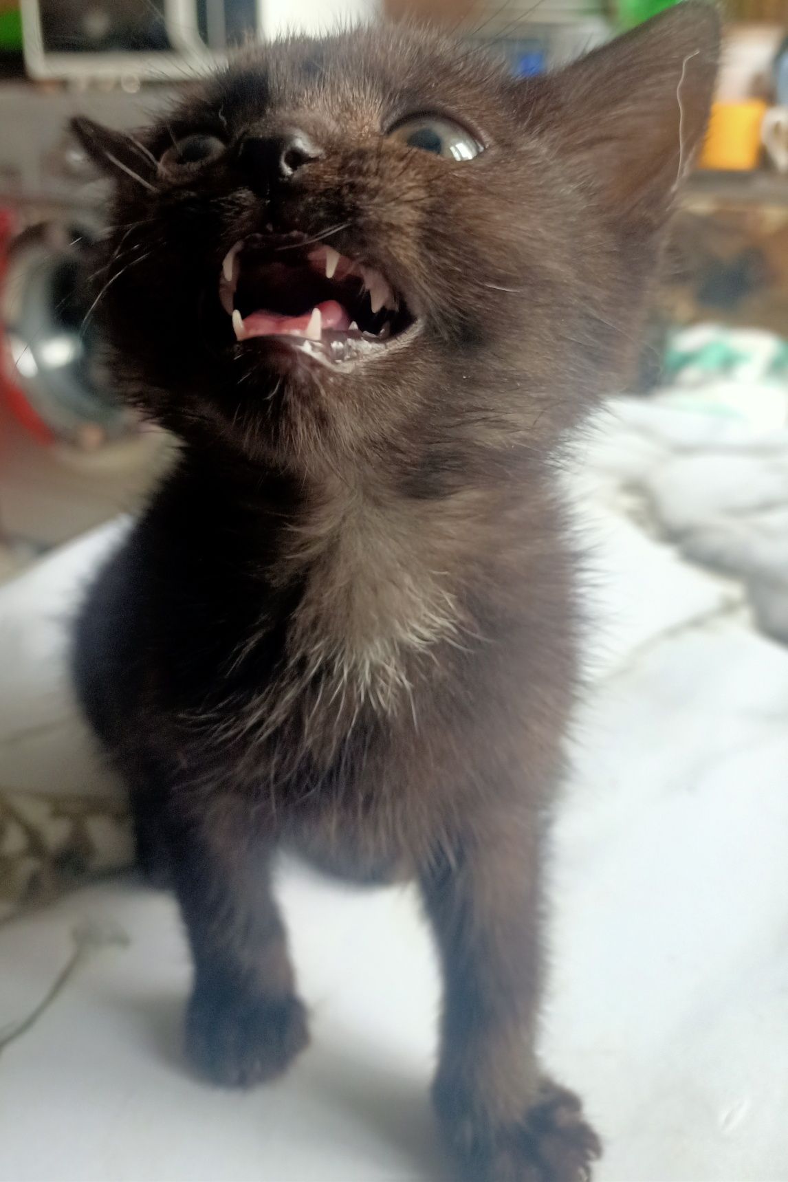 Котята ищут дом и любящих хозяев