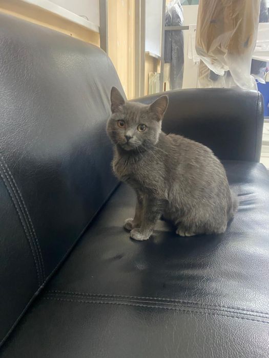 Котенок ищет семью. Чудесный котенок