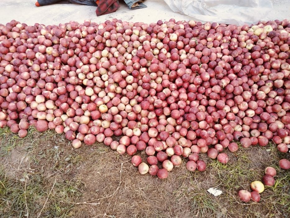 Продам яблоки 2,3 сорта