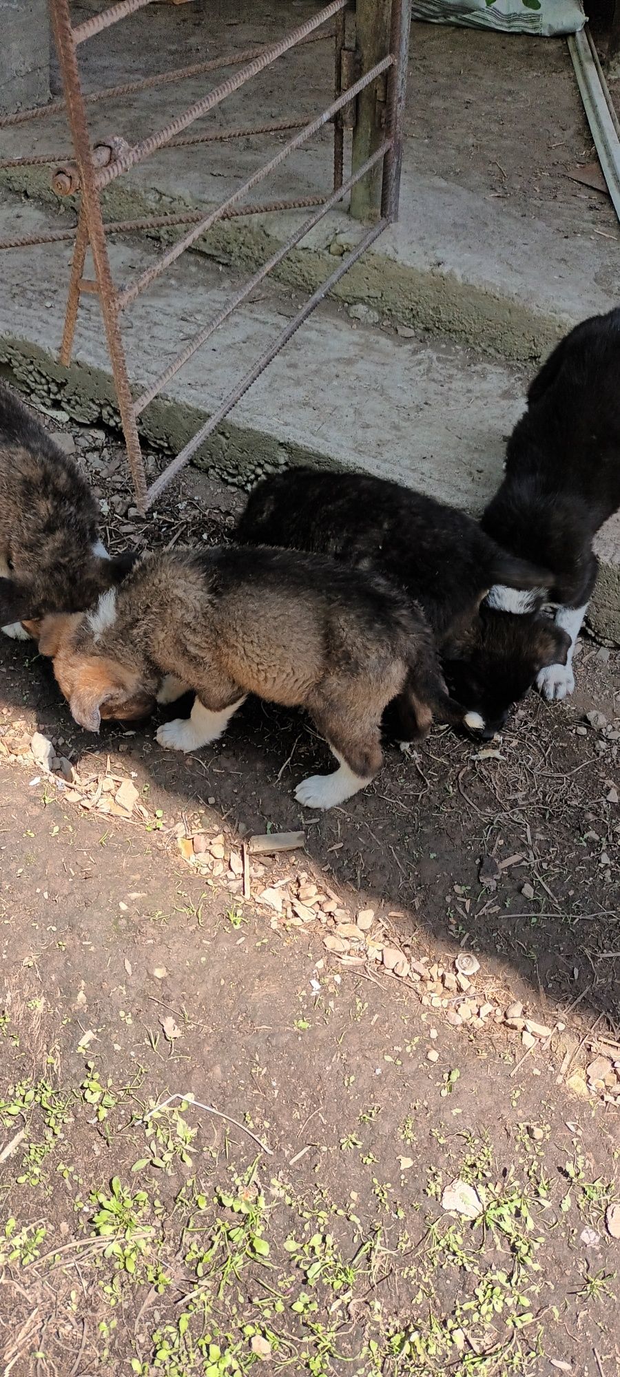 Donez catei, mama este akita inu și tatăl necunoscut