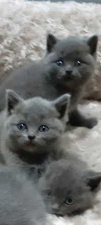 Puiuți pisici British Shorthair