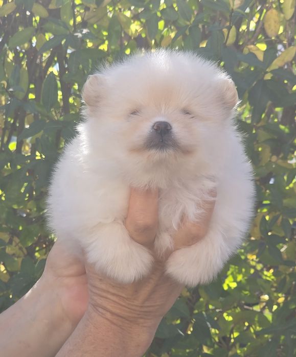 Померанче Момиче