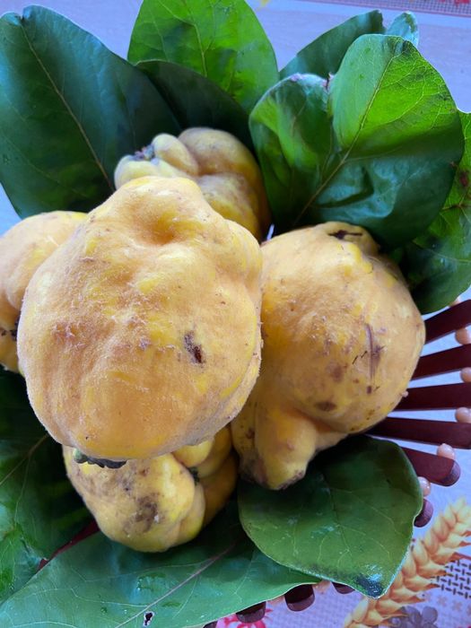 Vând gutui mari și frumoase!