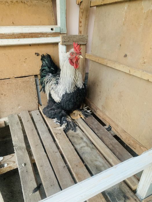 Xo’roz tezda sotish kerek