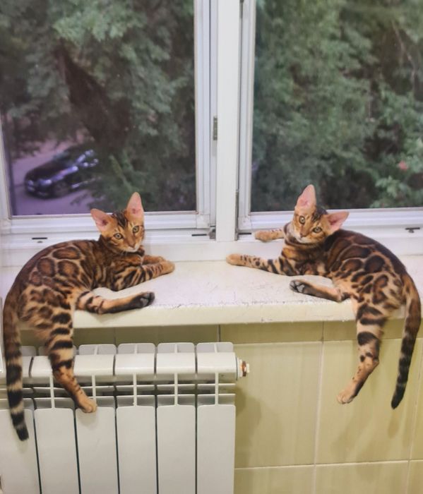 Бенгальские котята шоу класса у вас дома